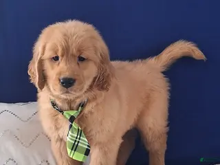 Golden Retriever dogs Wesley - Ad 16