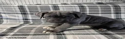 Cane Corso dogs for sale: Baron - Ad 8
