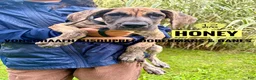 Great Dane dogs for sale: Honey - Ad 9