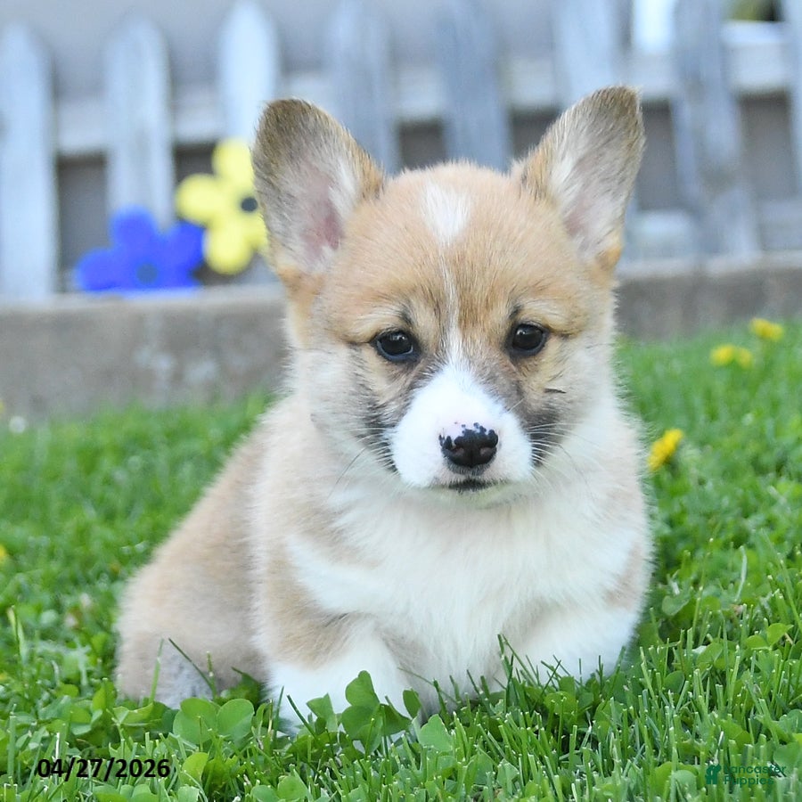 Welsh Corgi Pembroke dogs Bradly - Ad 1