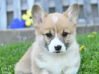Welsh Corgi Pembroke dogs for sale: Bradly - Ad 2