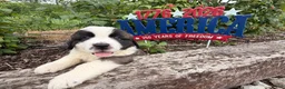 Saint Bernard dogs for sale: Beeper - Ad 4