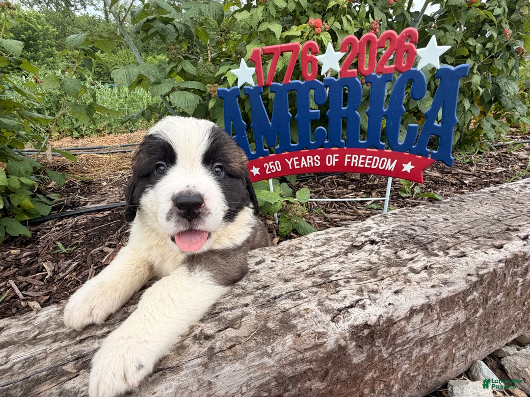 Saint Bernard dogs for sale: Beeper - Ad 4