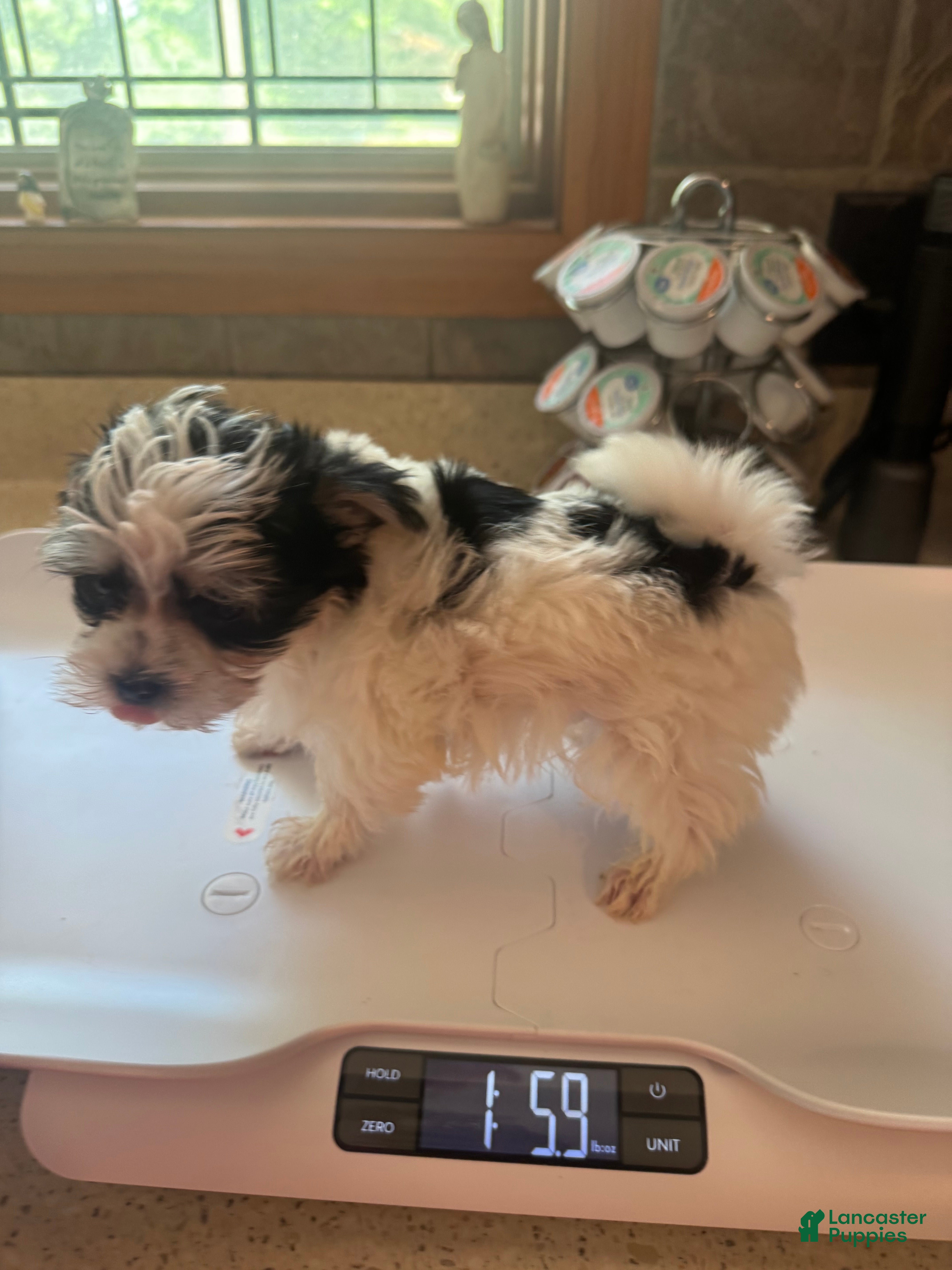 Morkie dogs for sale: Tiny male  - Ad 2