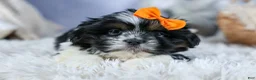 Shih Tzu dogs for sale: HARLEY - Ad 8
