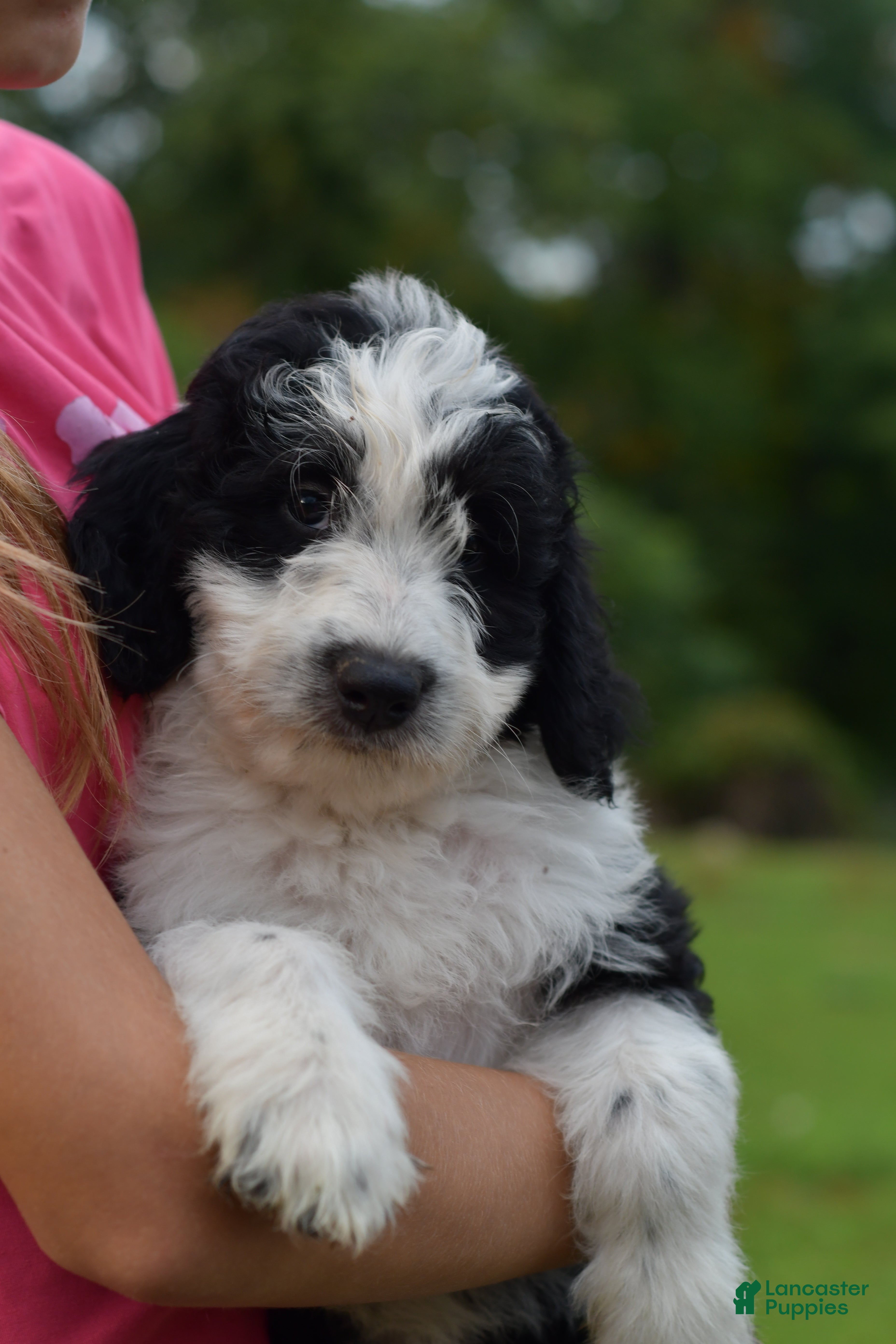 Aussiedoodle dogs for sale: Aussiedoodle 1 - Ad 1