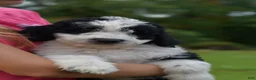 Aussiedoodle dogs for sale: Aussiedoodle 1 - Ad 1
