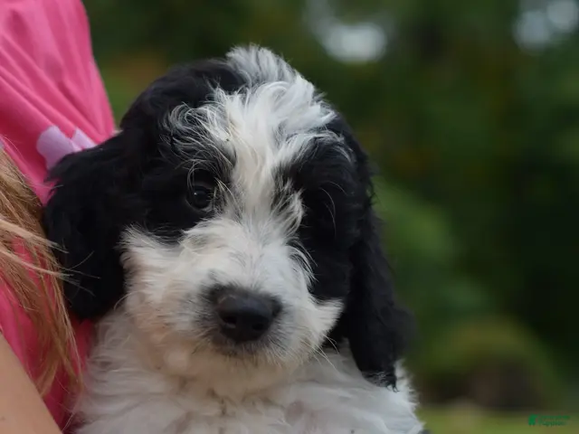 Aussiedoodle dogs for sale: Aussiedoodle 1 - Ad 1