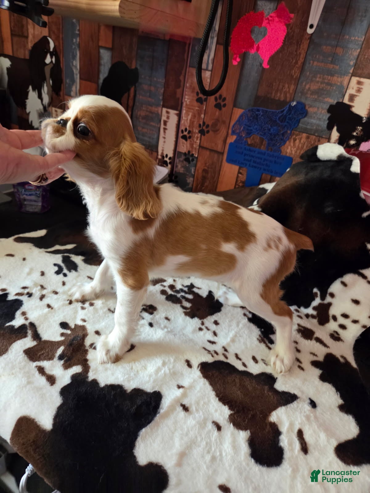 King Charles Spaniel dogs Boy 1 - Ad 1