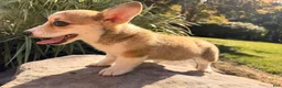 Welsh Corgi Pembroke dogs for sale: Ella - Ad 12