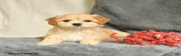 Maltipoo dogs for sale: Snoopy - Ad 4