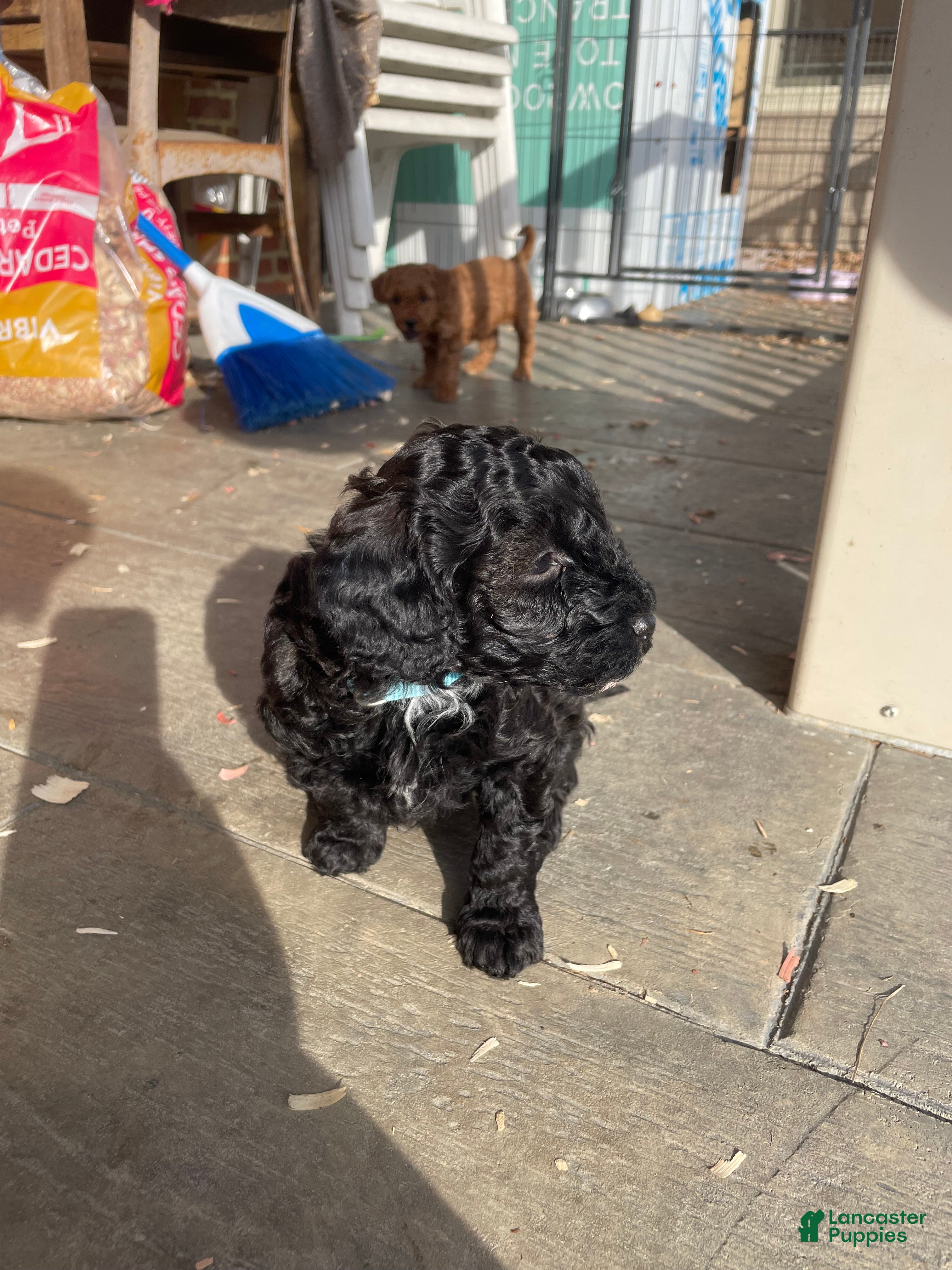 Miniature Poodle dogs Miniature Poodle Puppy 1 - Ad 21
