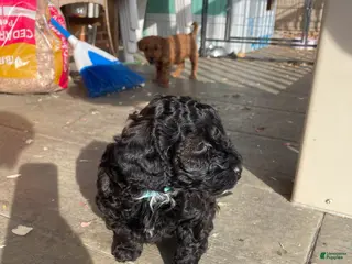 Miniature Poodle dogs Miniature Poodle Puppy 1 - Ad 21