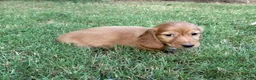 Miniature Dachshund dogs for sale: Dark cream  - Ad 16