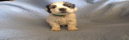 Cocker Spaniel dogs for sale: Penny - Ad 6