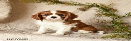 Cavalier King Charles Spaniel dogs for sale: Skippy - Ad 5