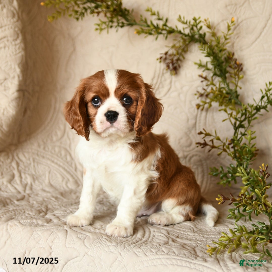Cavalier King Charles Spaniel dogs for sale: Skippy - Ad 5
