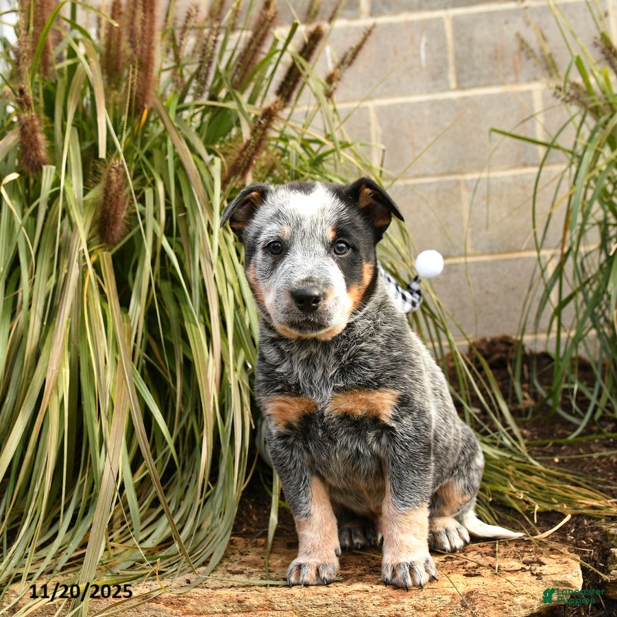 Australian Cattle Dog dogs Hardy - Ad 1