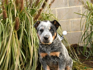 Australian Cattle Dog dogs Hardy - Ad 8