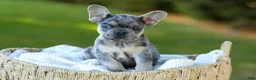 French Bulldog dogs for sale: Chase - Blue Merle - Ad 10