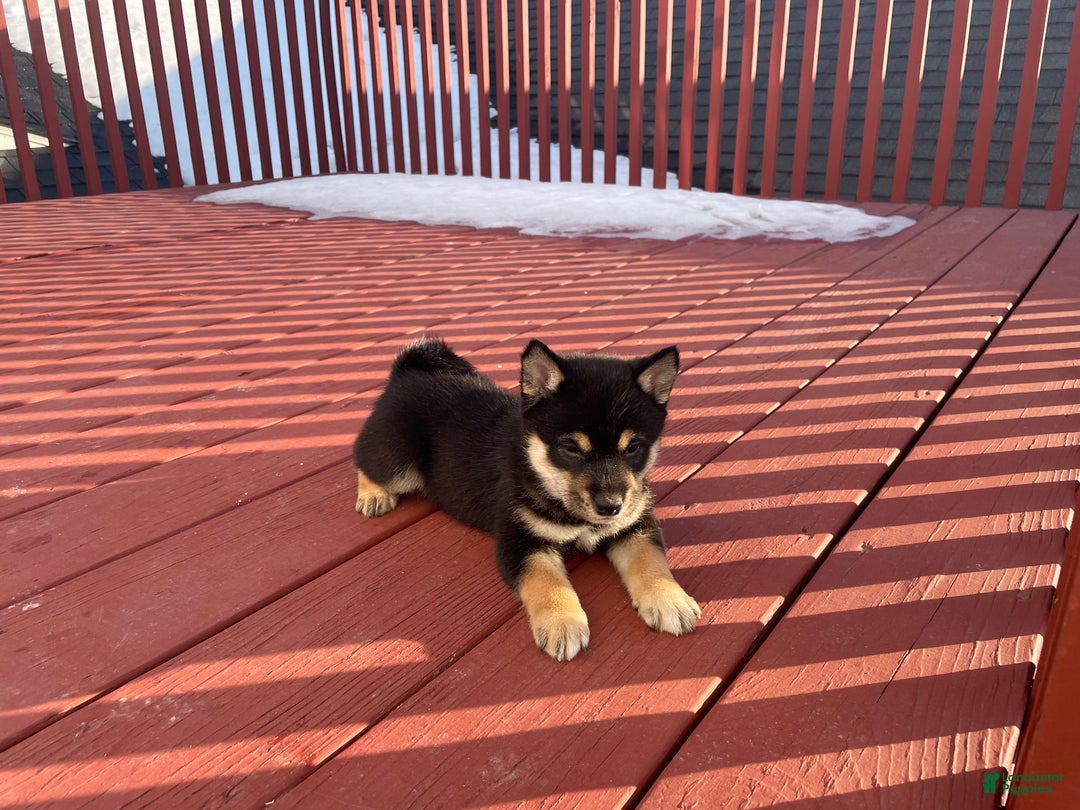 Shiba Inu dogs for sale: Scott Shiba Inu Puppy 2 - Ad 2