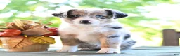 Miniature Australian Shepherd dogs for sale: Daisy  - Ad 3