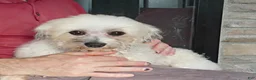 Havanese dogs for sale: DEXTER - Ad 6