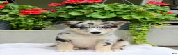 Mixed Breed dogs for sale: Lucky - Ad 2