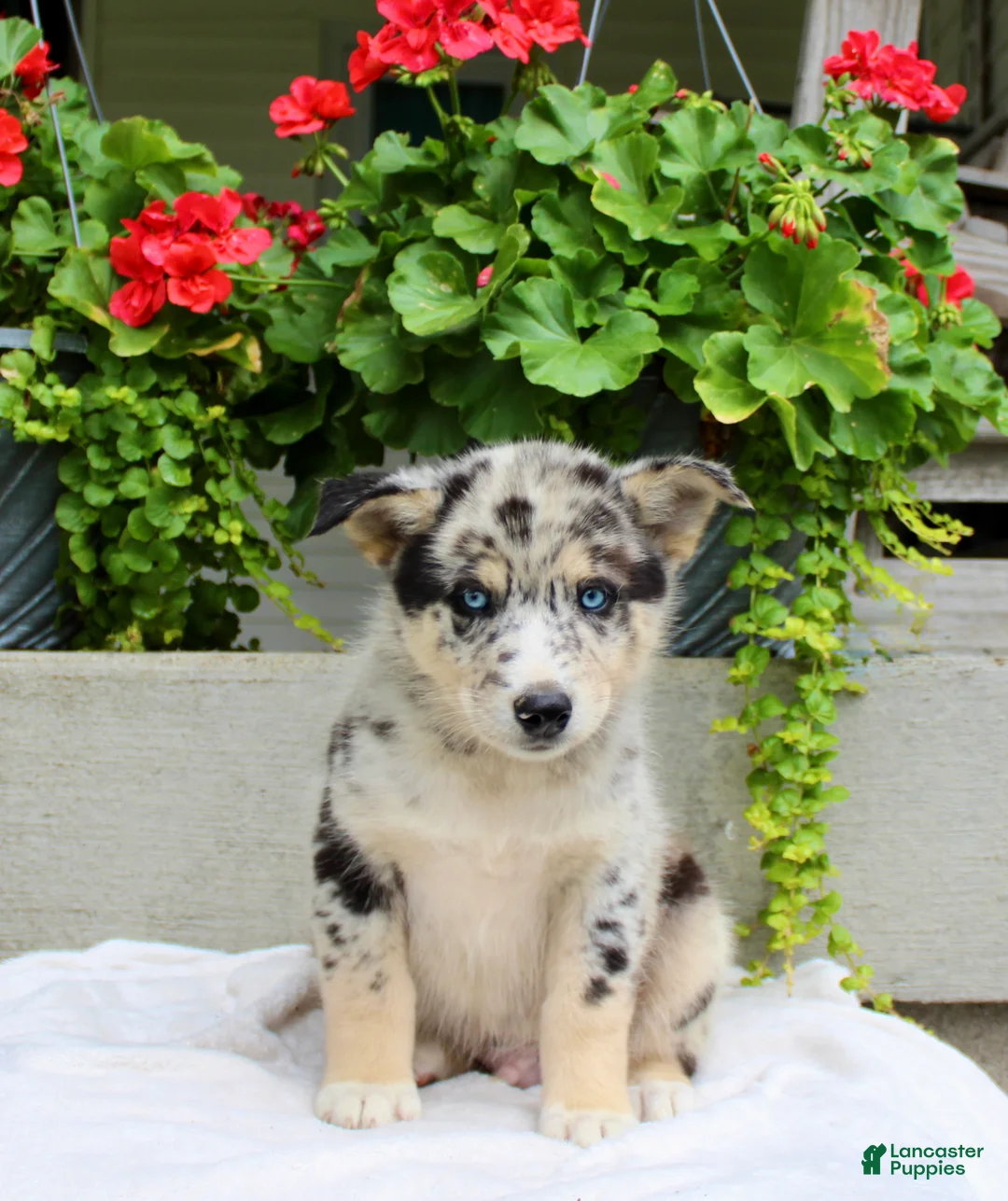 Mixed Breed dogs for sale: Lucky - Ad 2