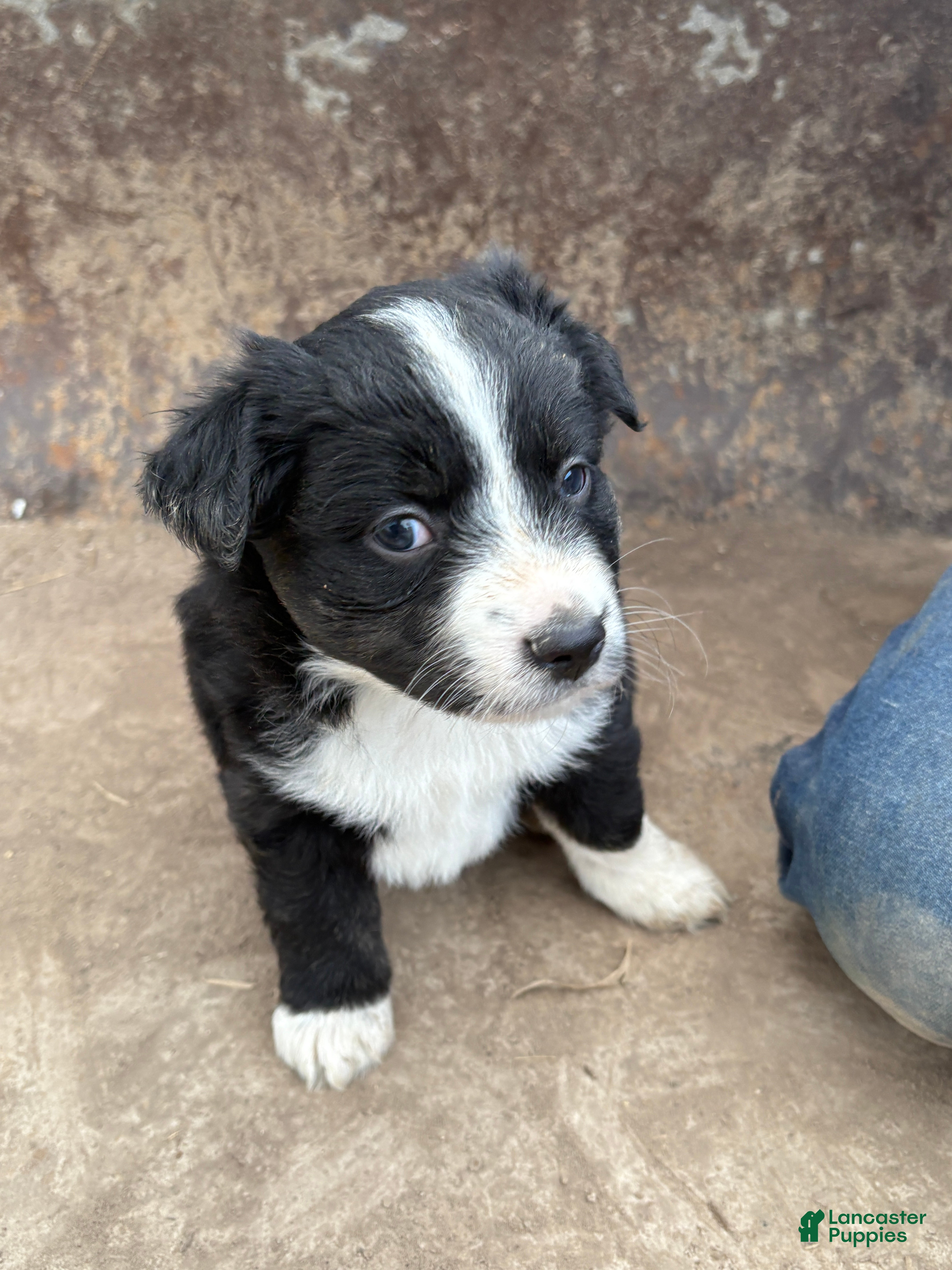 Miniature Australian Shepherd dogs Black and White Female - Ad 1