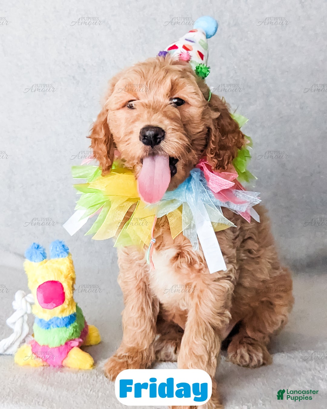 Goldendoodle dogs for sale: Friday - Ad 3