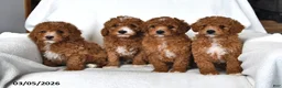 Mini Goldendoodle dogs for sale: Jasmine - Ad 5