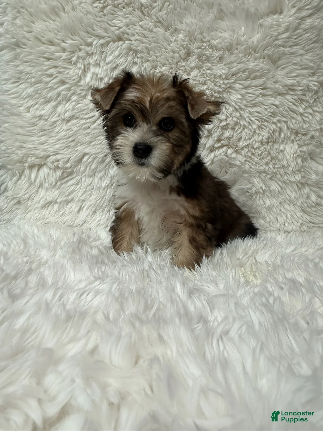 Yorkshire Terrier dogs for sale: Rose - Ad 1