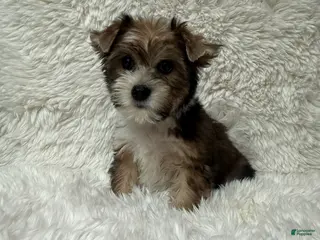 Yorkshire Terrier dogs for sale: Rose - Ad 3