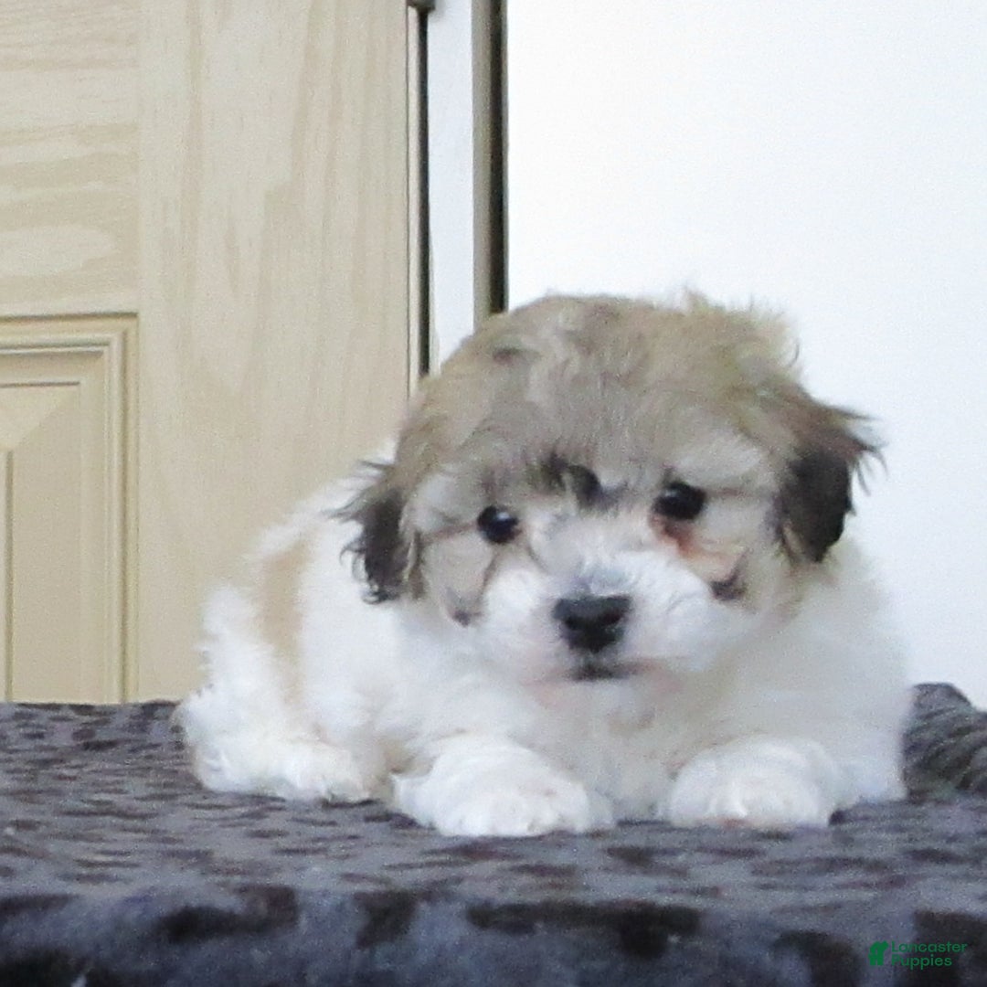 Bichpoo dogs for sale: Louie - Ad 1