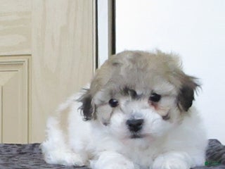 Bichpoo dogs Louie - Ad 39