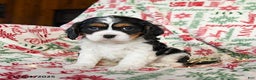 Cavalier King Charles Spaniel dogs for sale: Bear - Ad 1