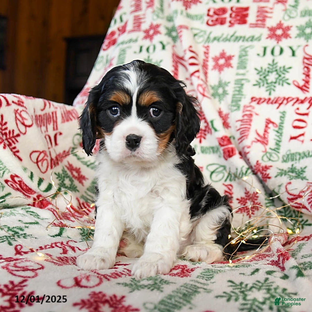 Cavalier King Charles Spaniel dogs for sale: Bear - Ad 1