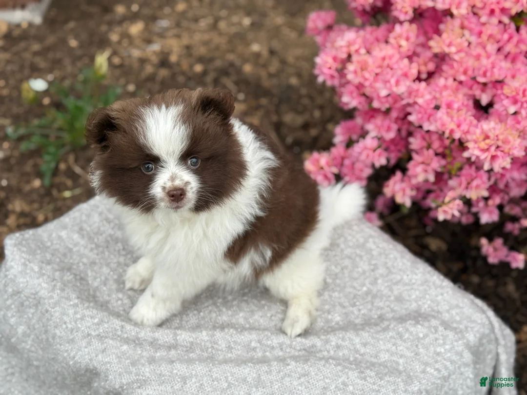 Pomeranian dogs for sale: Rosie - Ad 2