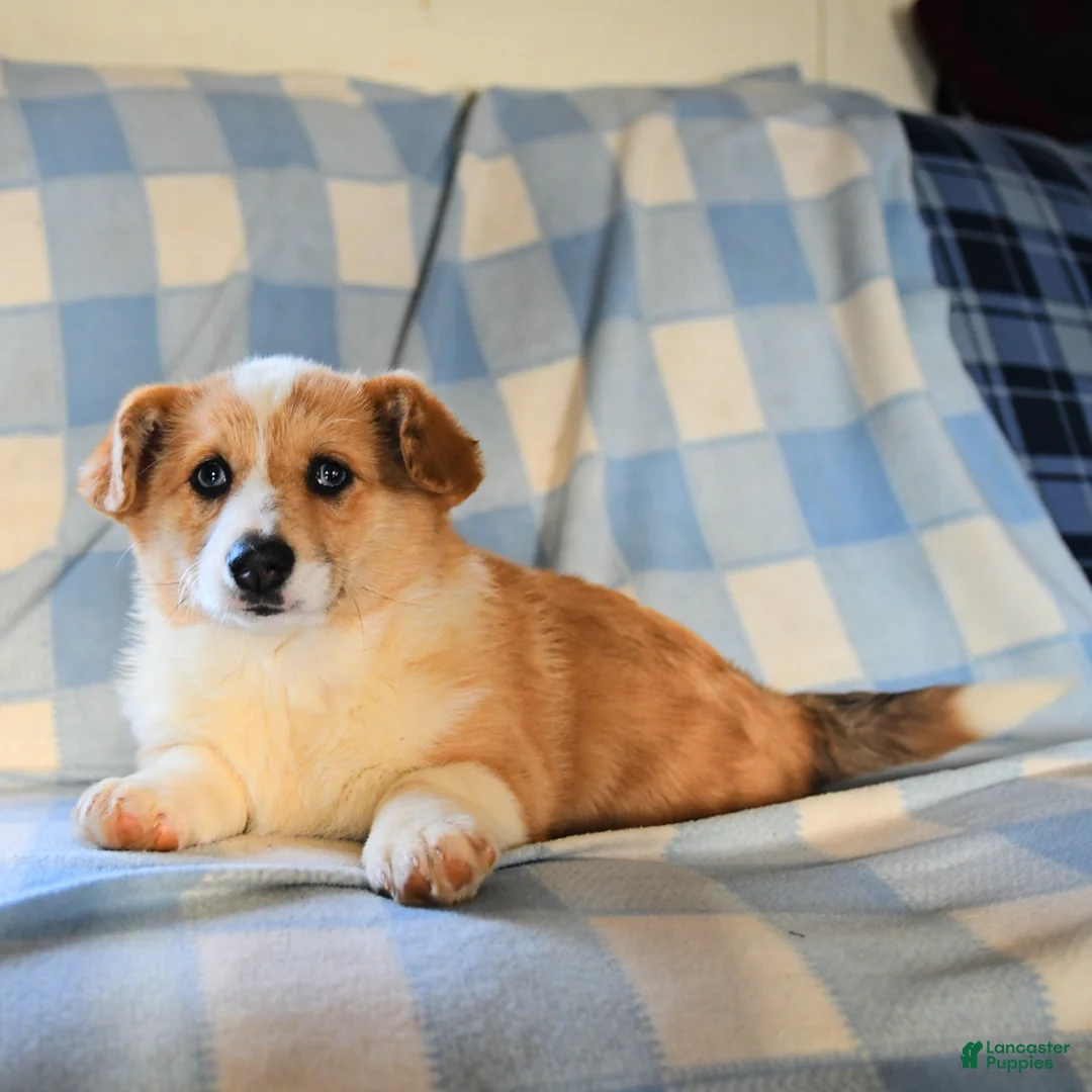 Welsh Corgi Pembroke dogs for sale: Mia  - Ad 3