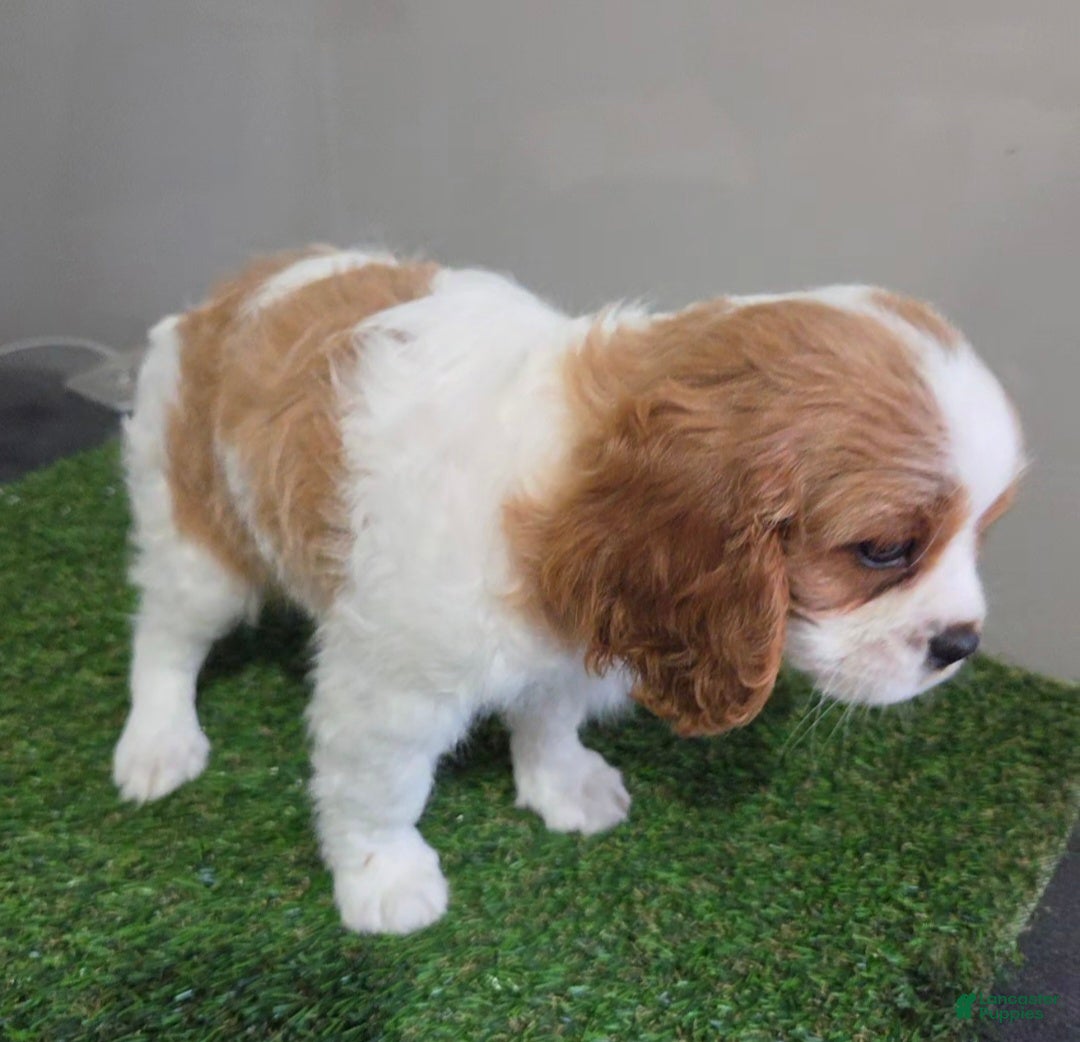 Cavalier King Charles Spaniel dogs Sadie - Ad 2