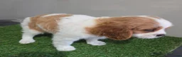 Cavalier King Charles Spaniel dogs for sale: Sadie - Ad 2
