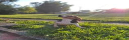 Mixed Breed dogs for sale: Second largest White & Black Puppy - Ad 4