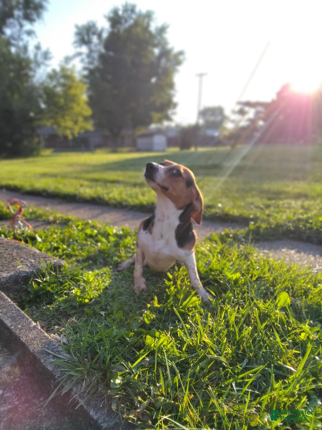 Mixed Breed dogs for sale: Second largest White & Black Puppy - Ad 4