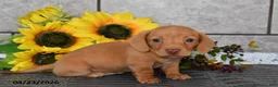 Miniature Dachshund dogs for sale: Jenny - Ad 4