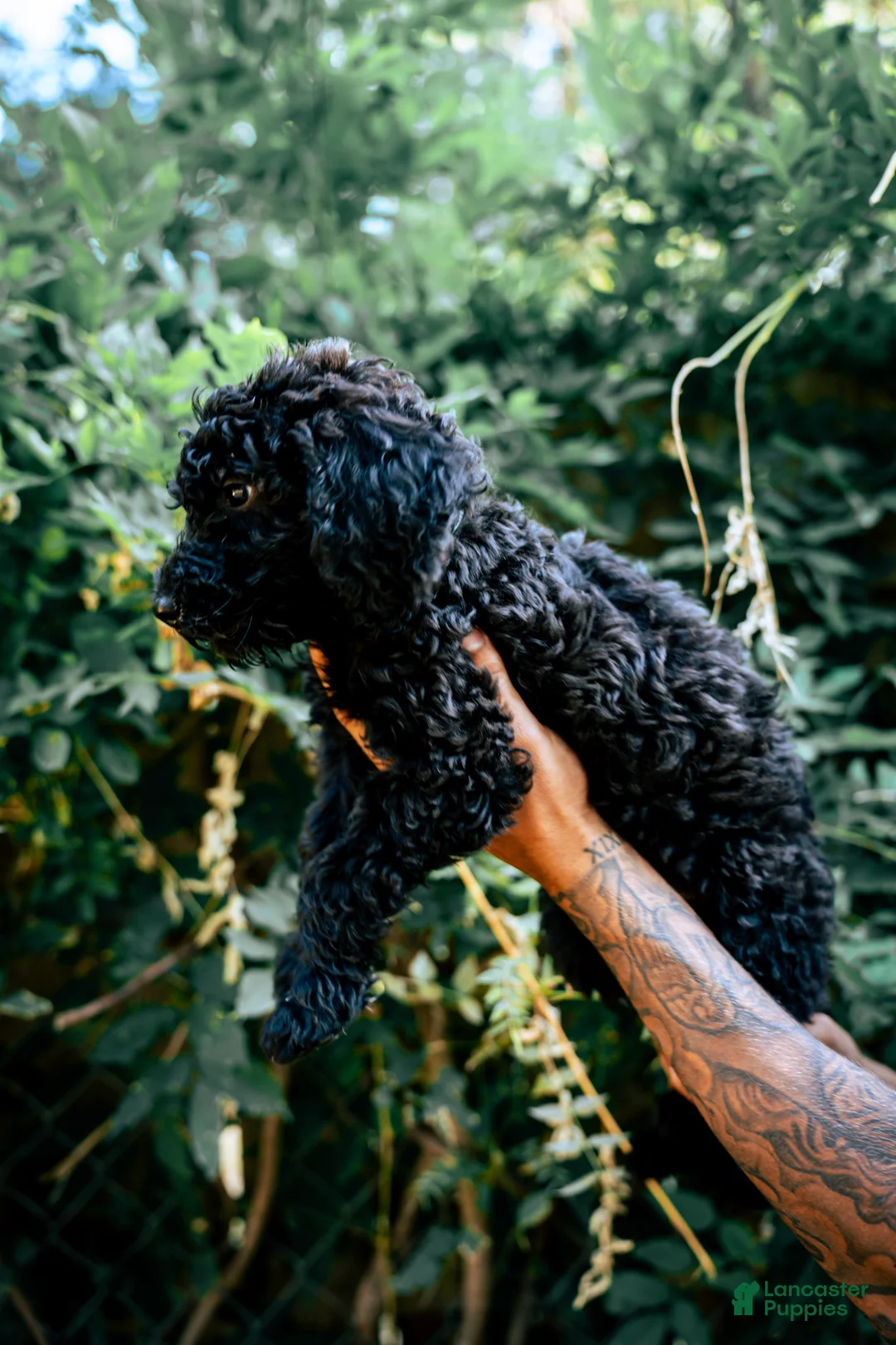 Goldendoodle dogs for sale: Millie - Ad 1