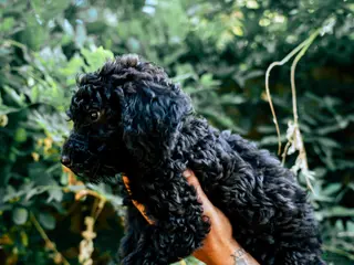 Goldendoodle dogs Millie - Ad 7