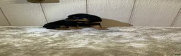 Rottweiler dogs for sale: Rottweiler 3 - Ad 8