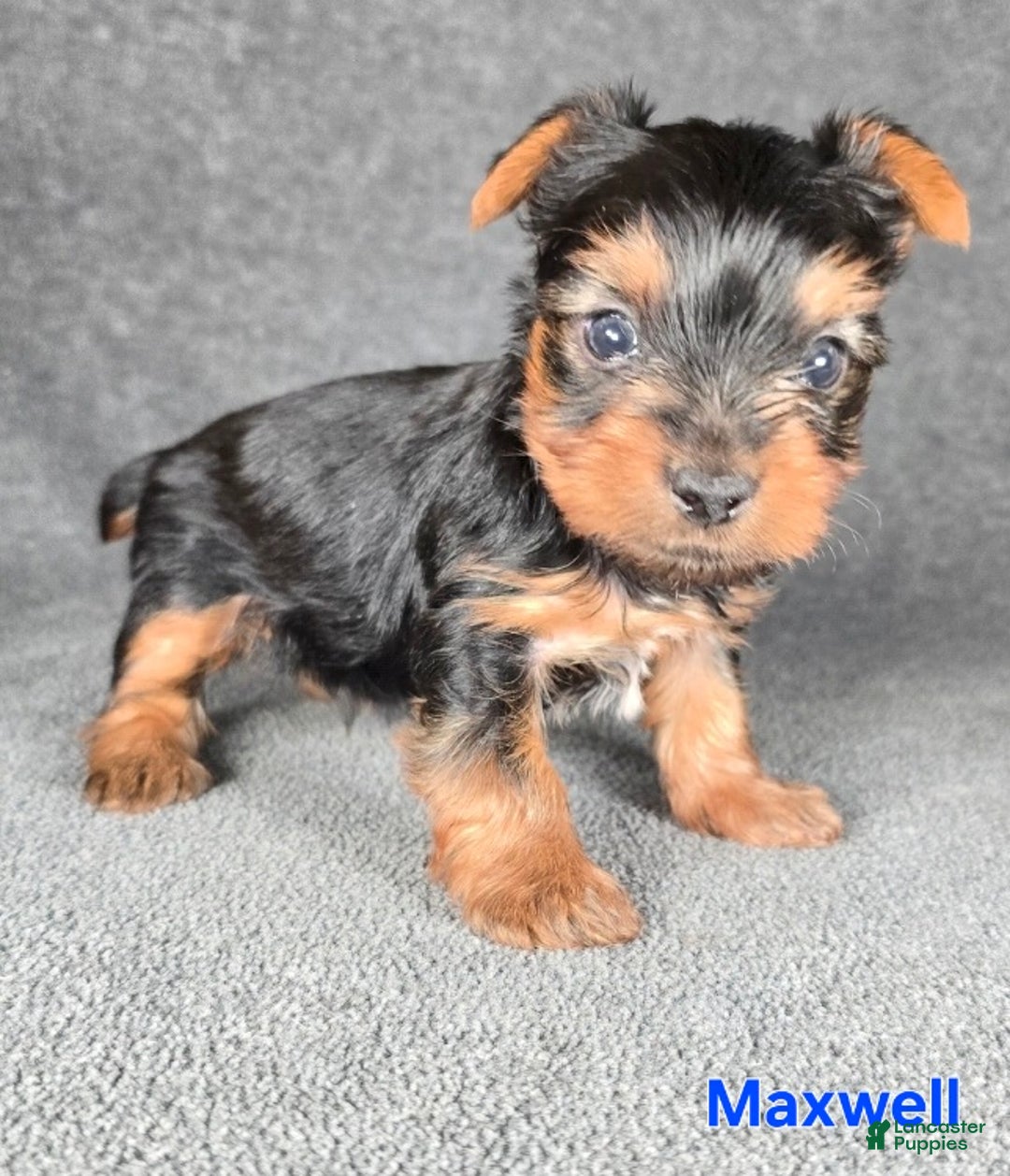 Yorkshire Terrier dogs for sale: Maxwell - Ad 14