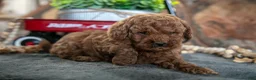 Miniature Poodle dogs for sale: Oakley - Ad 2